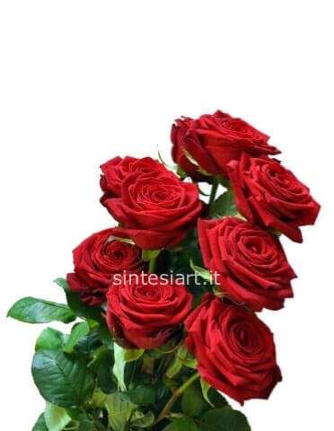 Rose rosse a stelo extra
