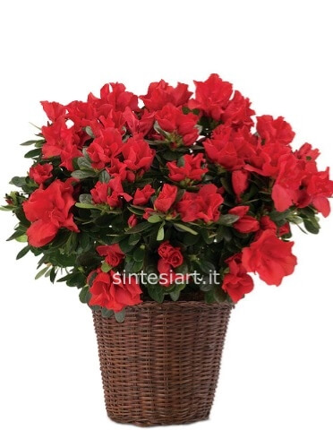 Azalea in vaso