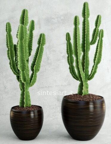 Euphorbia Ingens Grande Esemplare con Vaso in Ceramica – H 150/170 cm