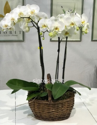 Cesto/base con orchidee Phaleonopsis Bianche extra e decorazioni di muschi ed elementi naturali.