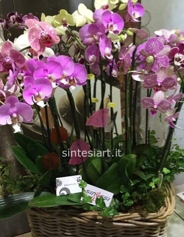 Prestigiosa base in cermaica/vetro/legno/cesto con 6/7 Orchidee Phalenopsis Bianche/Miste/Rosate