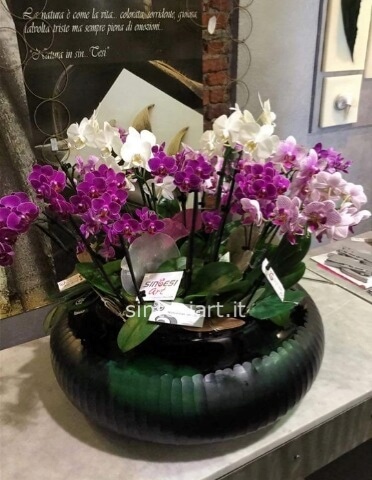 Composizione di Orchidee Phalaenopsis Extra in Vaso Decorativo