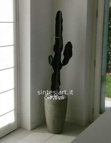 EUFORBIA INGENS CON VASO CERAMICA