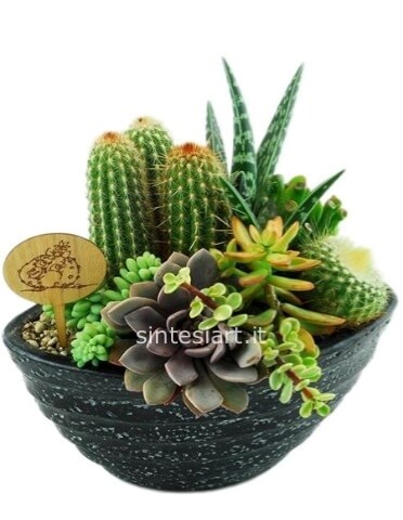 Composizione piante grasse miste con vaso in ceramica