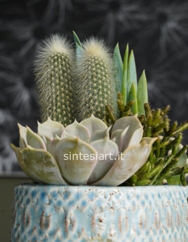 Composizione di piante grasse, in vaso di ceramica artigianale, con decorazioni di elementi lignei,