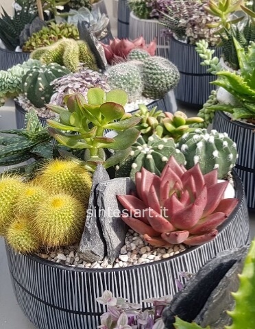 Composizione di piante grasse, in vaso di ceramica artigianale, con decorazioni di elementi lignei.
