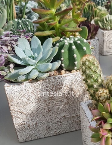 Composizione di piante grasse, in vaso di ceramica artigianale, con decorazioni di elementi lignei,