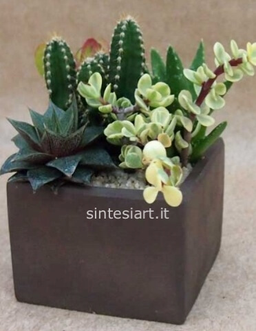 Composizione di piante grasse, in vaso di ceramica artigianale, con decorazioni di elementi lignei.