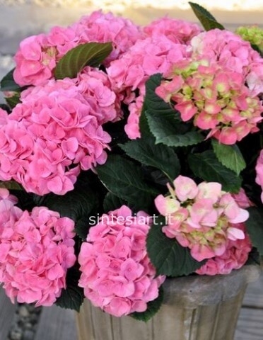 Ortensia Rosa – Pianta Fiorita Qualità Extra