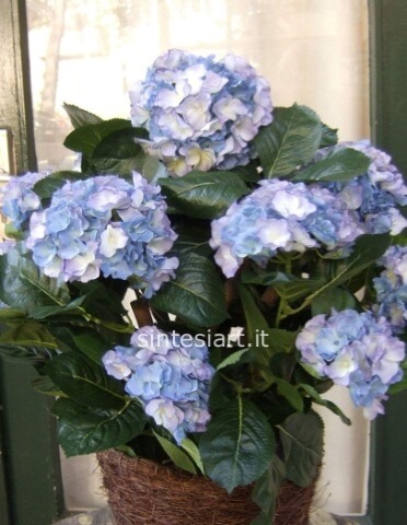 Pianta ortensie azzurra