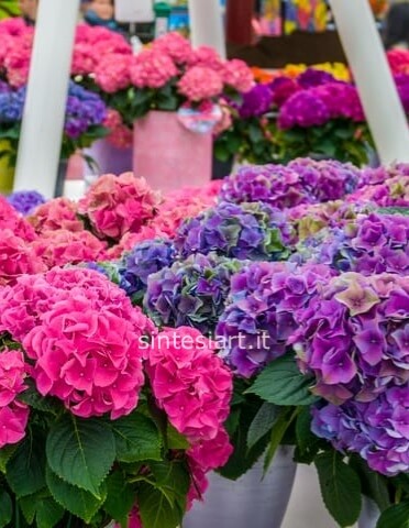 Piante di ortensie qualità extra viola/fuxia