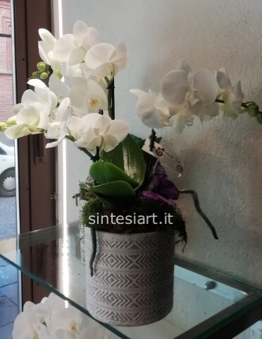 Orchidea Phalenopsis Bianco extra Midi 2 steli con vaso in ceramica