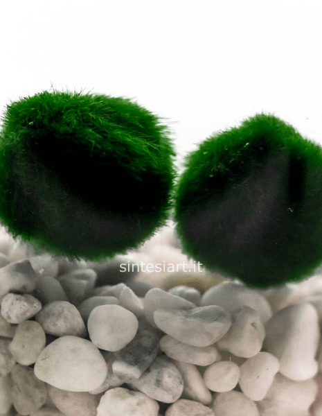 MARIMO ORIGINALE – ALGA PALLA GIAPPONESE