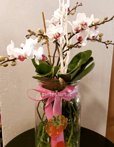 Orchidea Phaleonopsis Bianca extra con vaso in ceramica » Fiorista a  Pinerolo, vendita e consegna a domicilio di fiori e piante a Pinerolo.